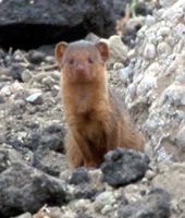 Mongoose