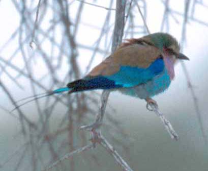 Roller in Tarangire