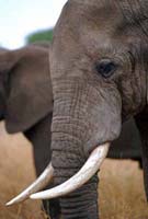 Close-up of Elephant
