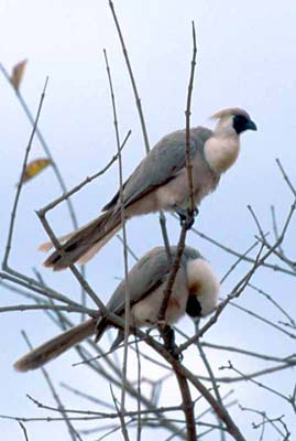 Go-Away Birds in Tarangire