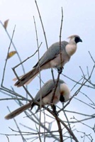 Go-away bird