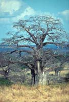 Baobab Tree in Tarangire