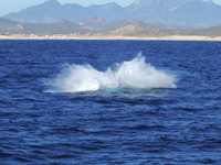 WD2008-01-29-090926-800x600t
