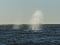 WD2008-02-01-071000-800x600t