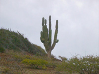 WS20080126-153854-800x600t