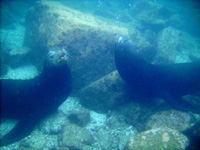 WS20080127-080823-800x600t