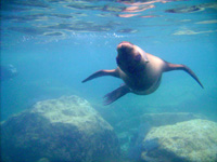 WS20080127-081441-800x600t