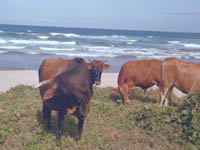 4801-0096a-800x600t.jpg