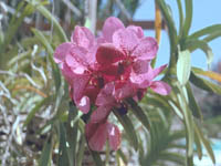 4801-0098a-800x600t.jpg