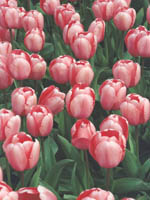 4801-0059a-800x600t.jpg