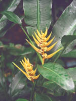 ../../travelrama/hawaii/4801-0079a-800x600t.jpg