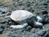 S164-23a-800x600t.jpg
